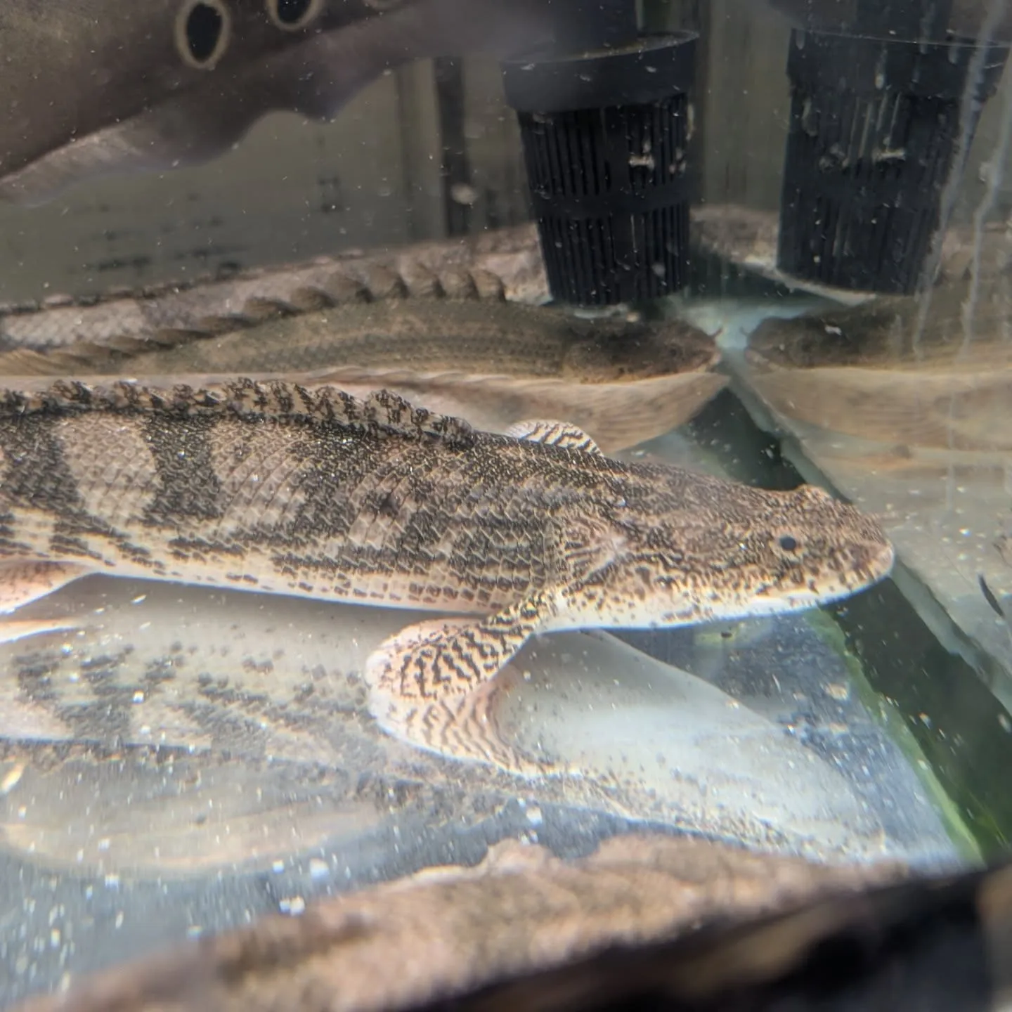 本日の入荷情報✨(熱帯魚、餌)