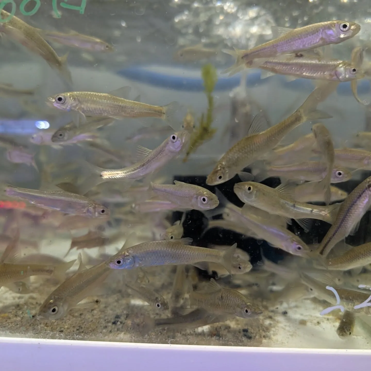 本日の入荷情報✨(熱帯魚、餌)