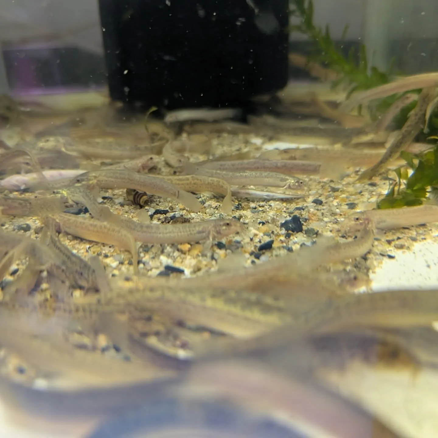 本日の入荷情報✨(熱帯魚、餌)