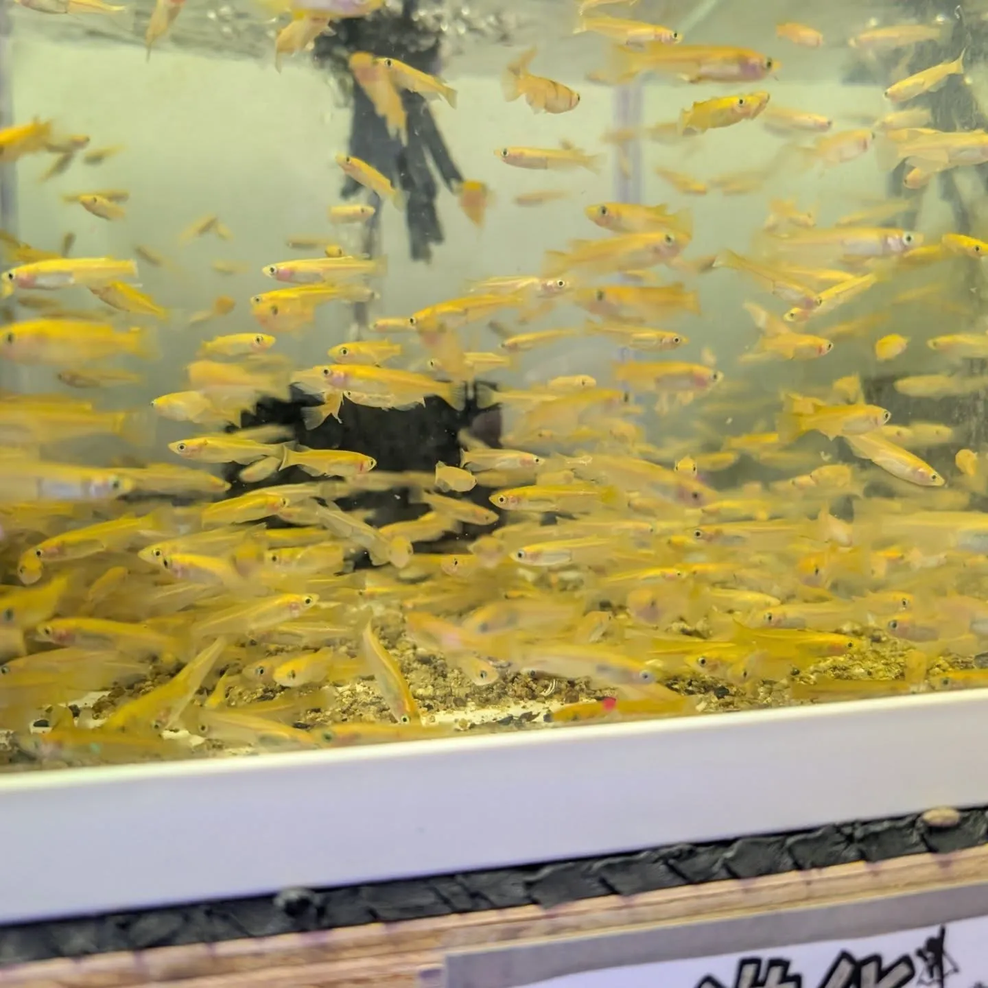 本日の入荷情報✨(熱帯魚、餌)