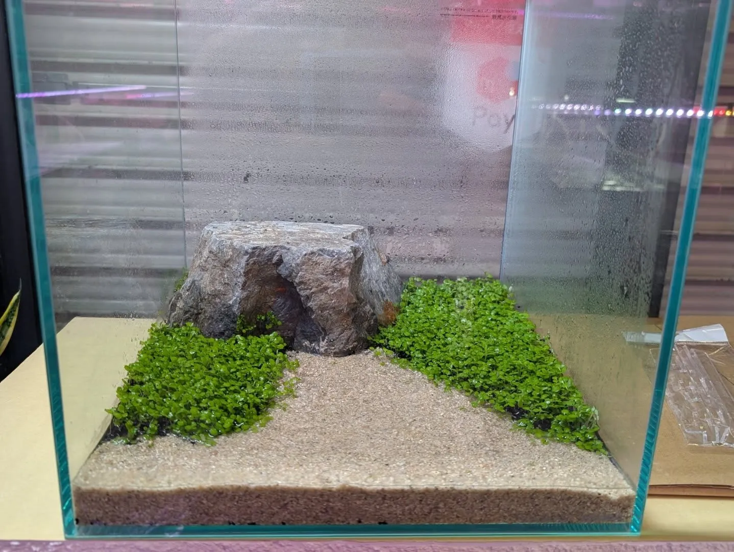 本日の入荷情報✨(水槽、メダカ)