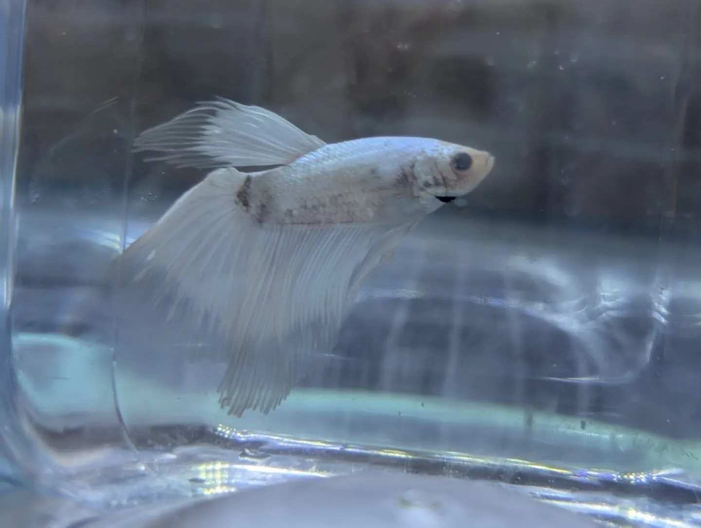 本日の入荷情報✨(ベタ、水草)