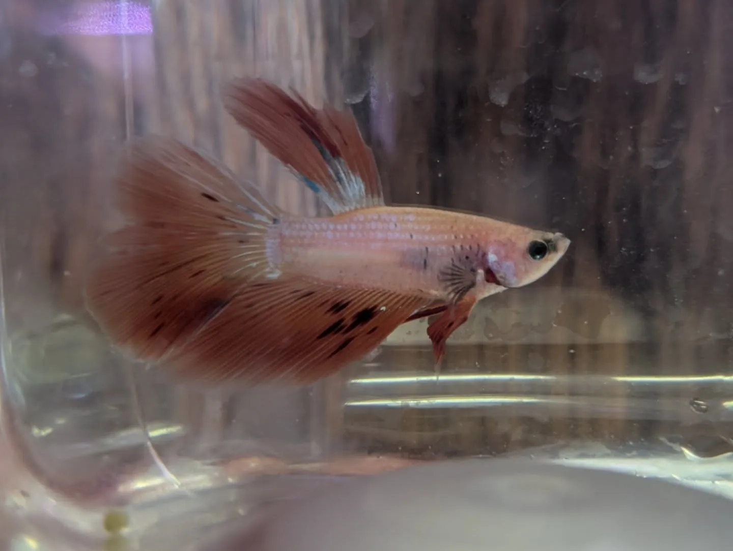 本日の入荷情報✨(ベタ、水草)