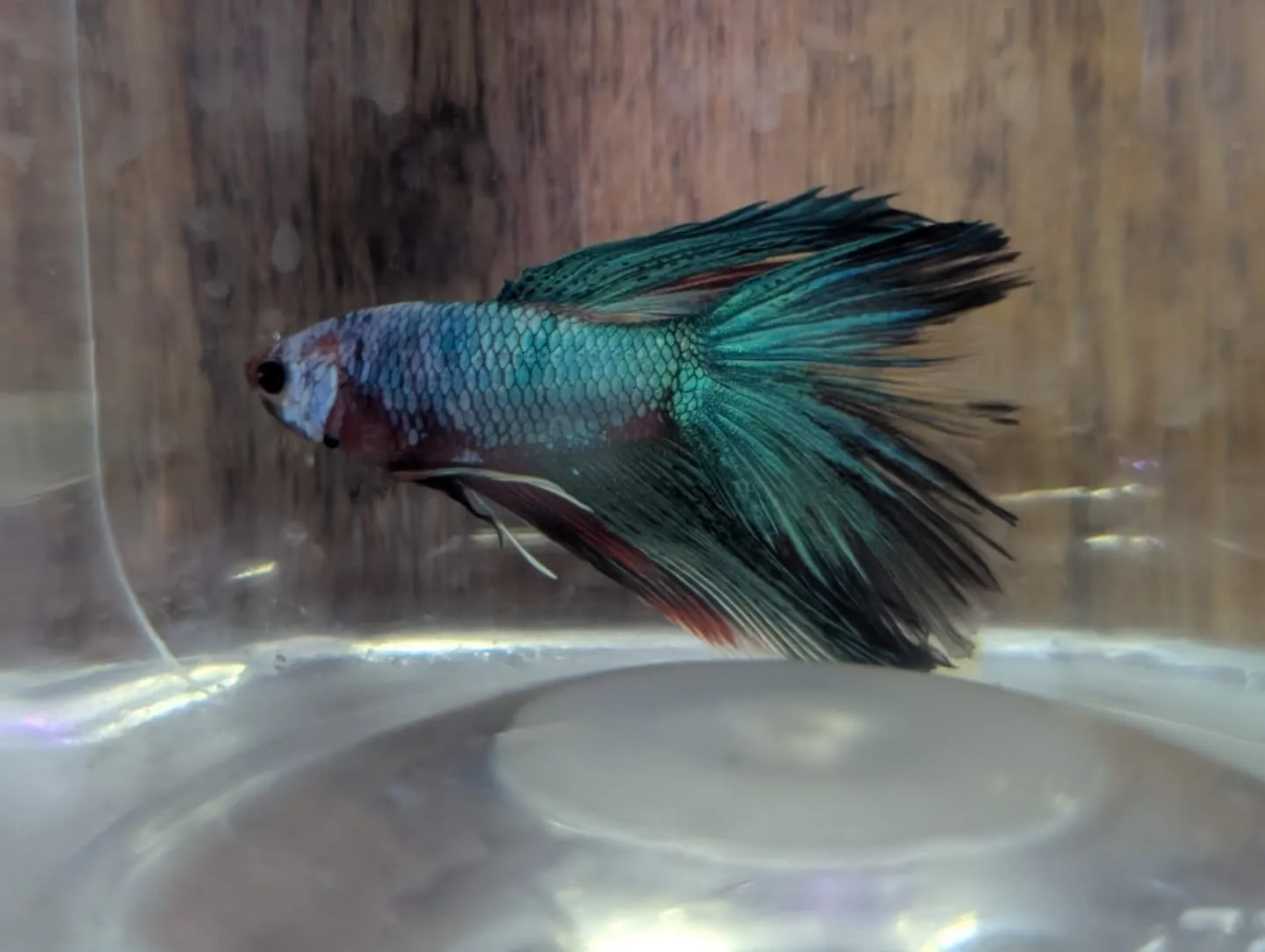 本日の入荷情報✨(ベタ、水草)