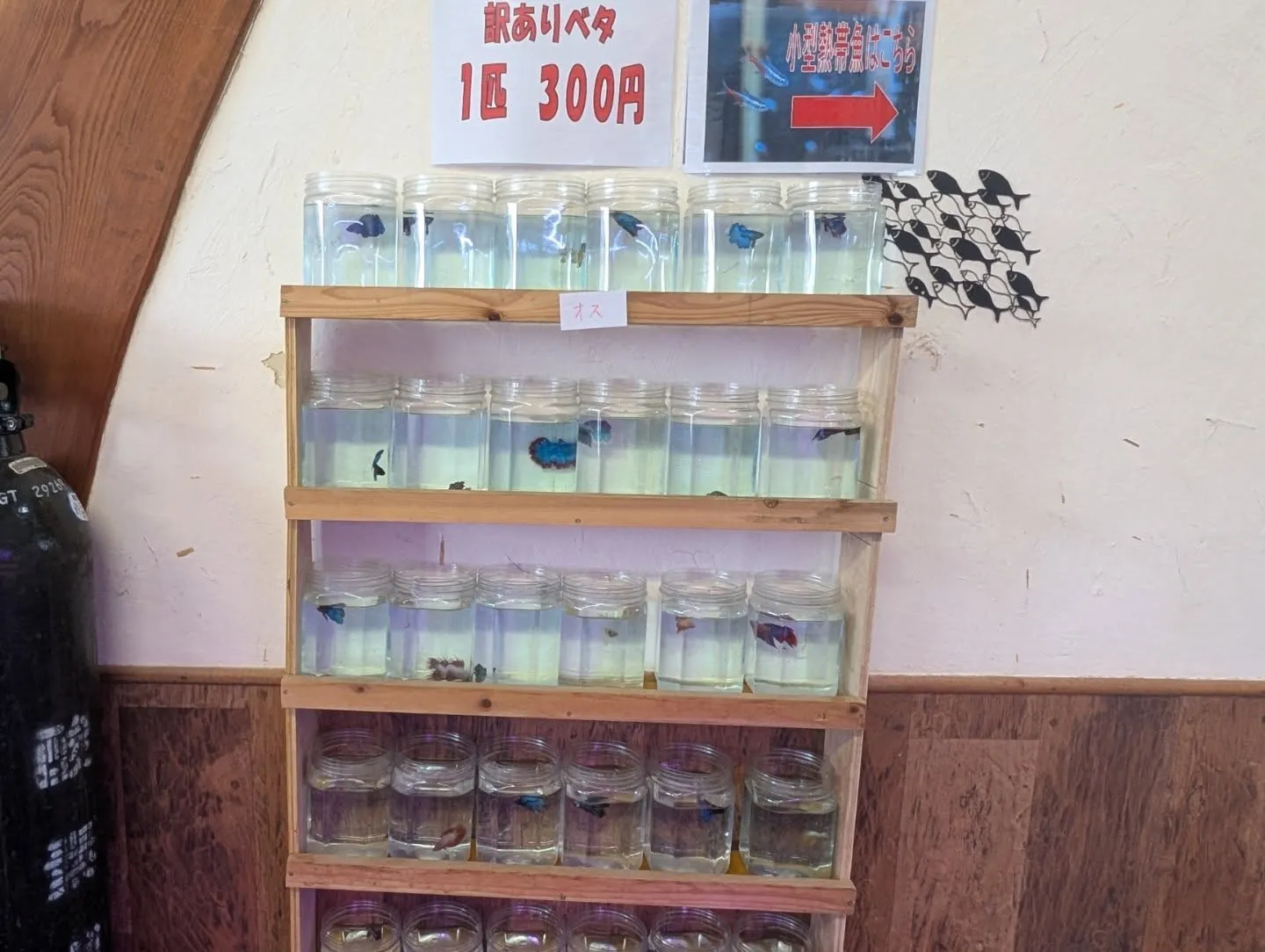 本日の入荷情報✨(ベタ、水草)