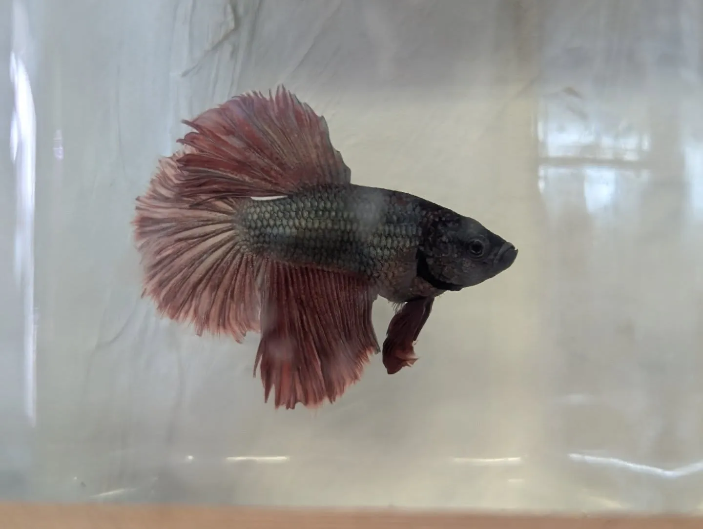 本日の入荷情報✨(ベタ、水草)