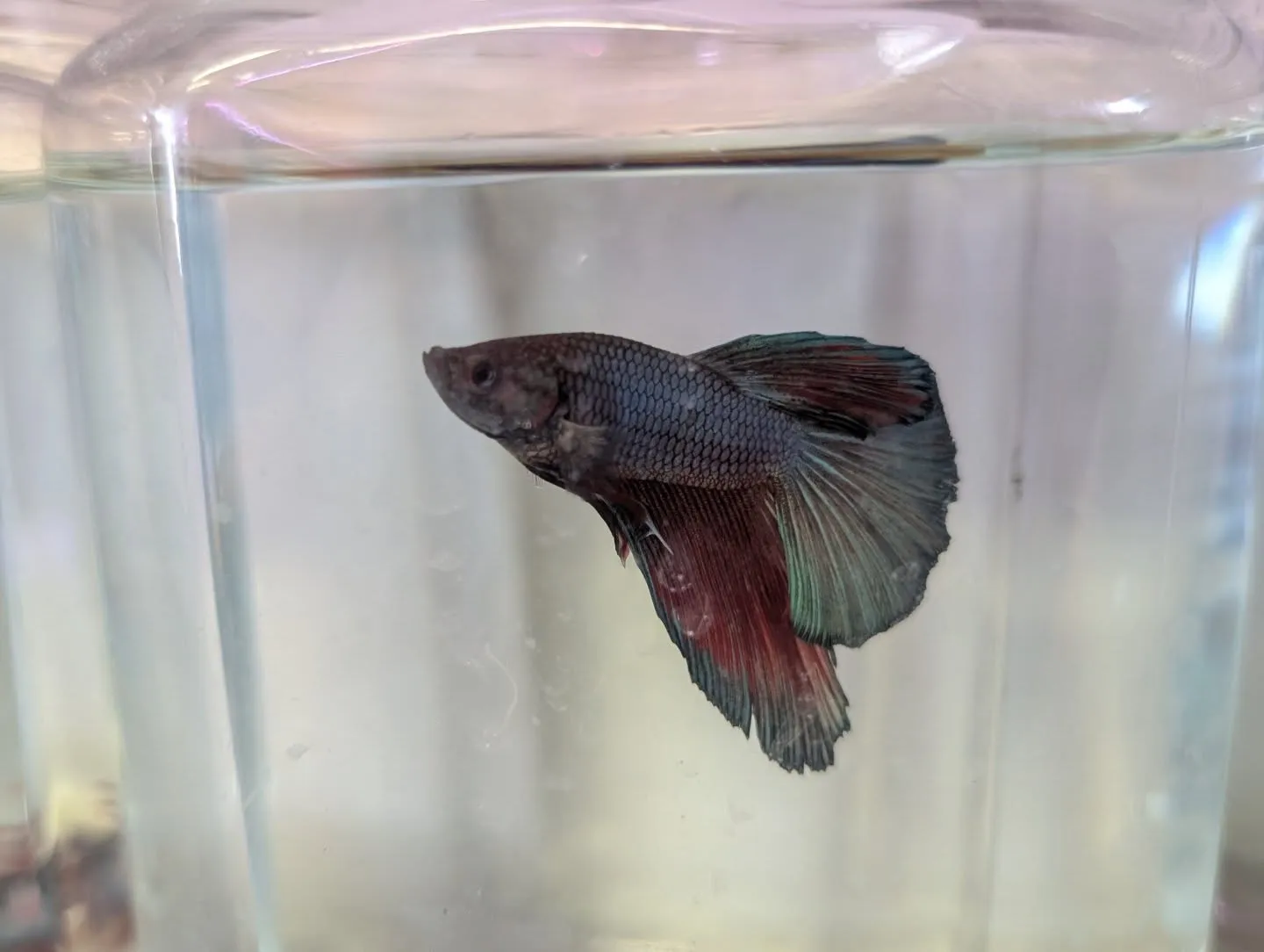 本日の入荷情報✨(ベタ、水草)