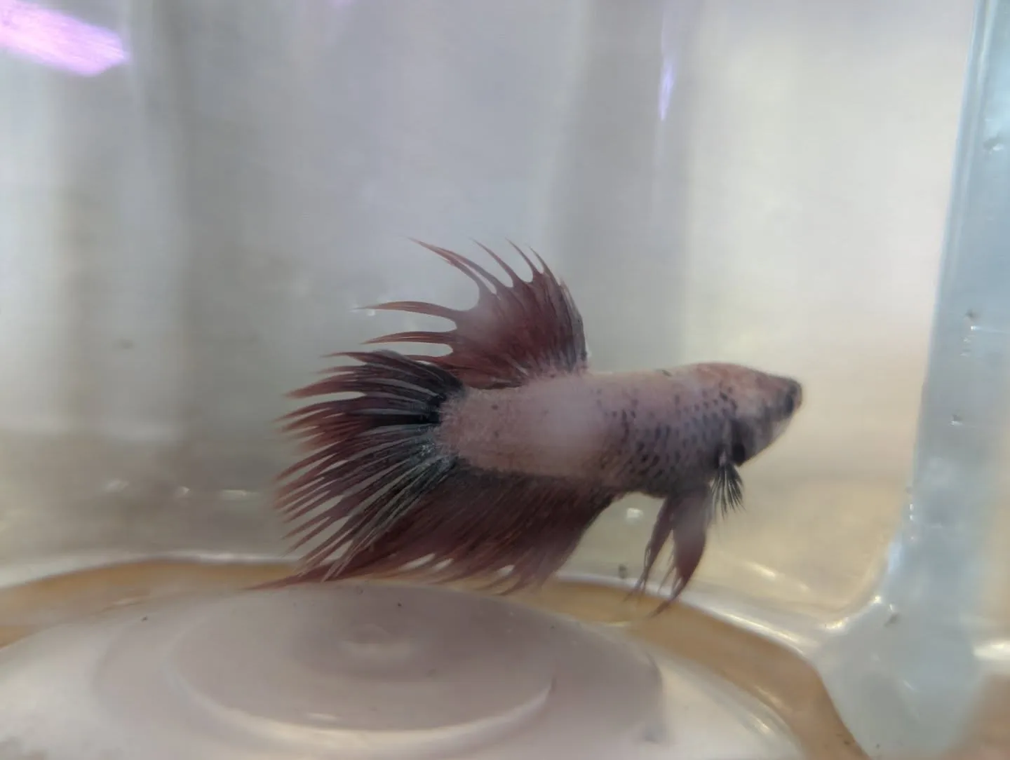 本日の入荷情報✨(ベタ、水草)