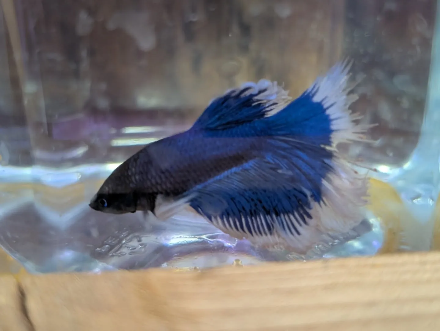 本日の入荷情報✨(ベタ、水草)