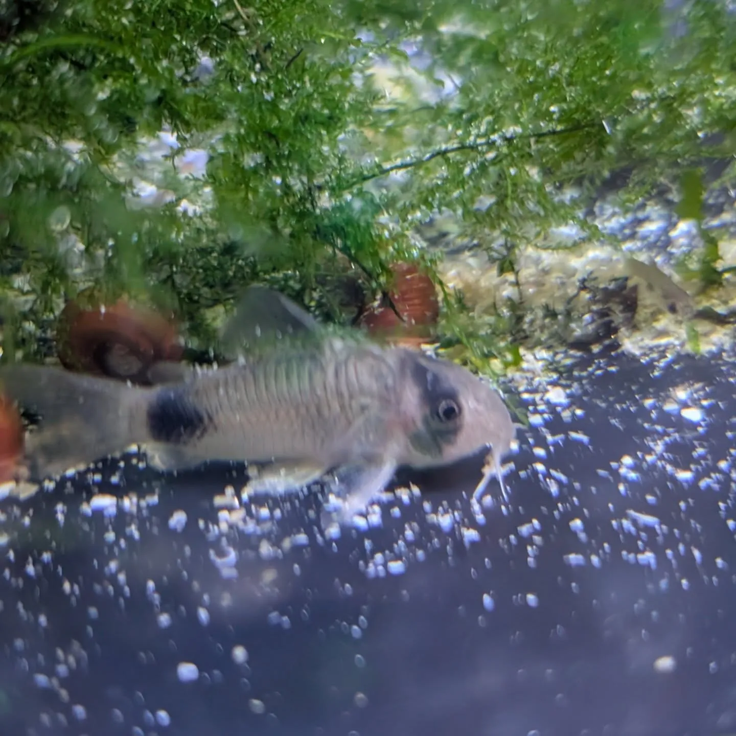 本日の入荷情報✨(熱帯魚、エビ、日本淡水魚、貝)