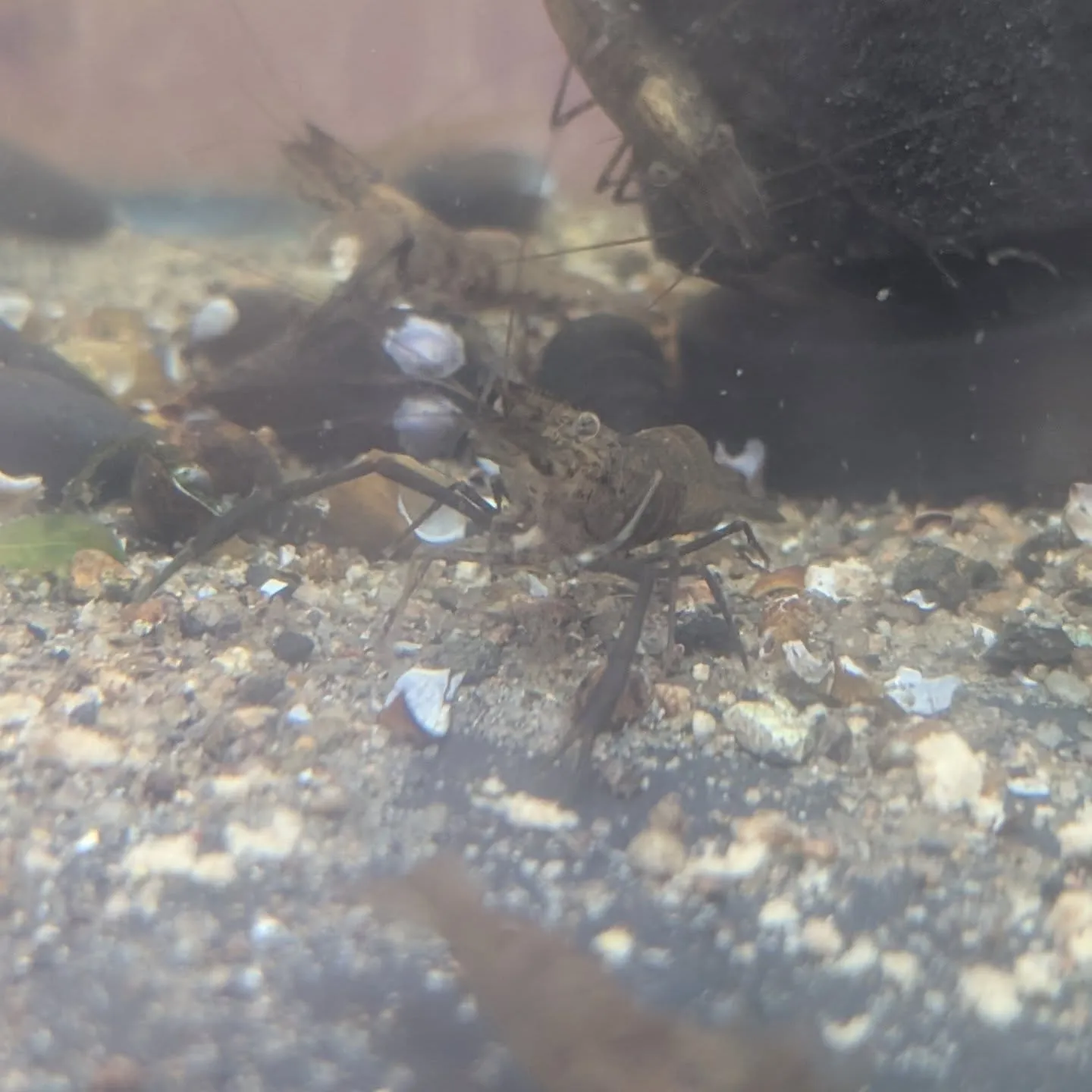 本日の入荷情報✨(熱帯魚、エビ、日本淡水魚、貝)