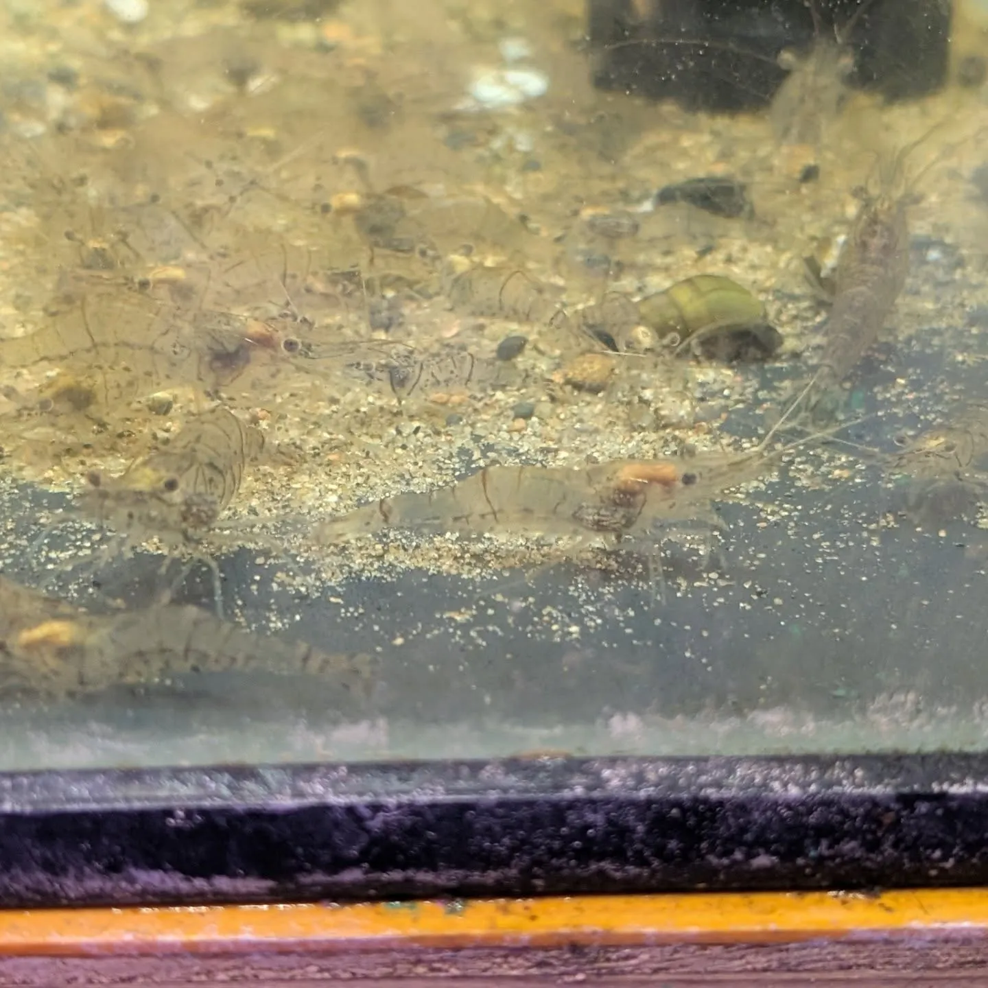 本日の入荷情報✨(熱帯魚、エビ、日本淡水魚、貝)