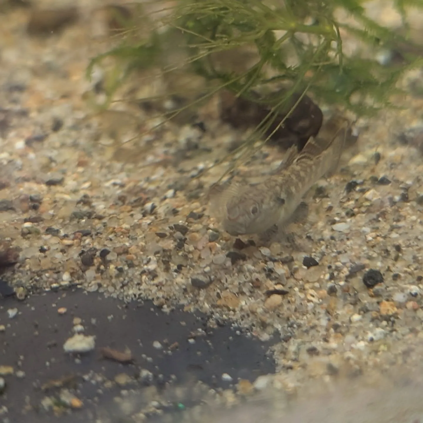 本日の入荷情報✨(熱帯魚、エビ、日本淡水魚、貝)