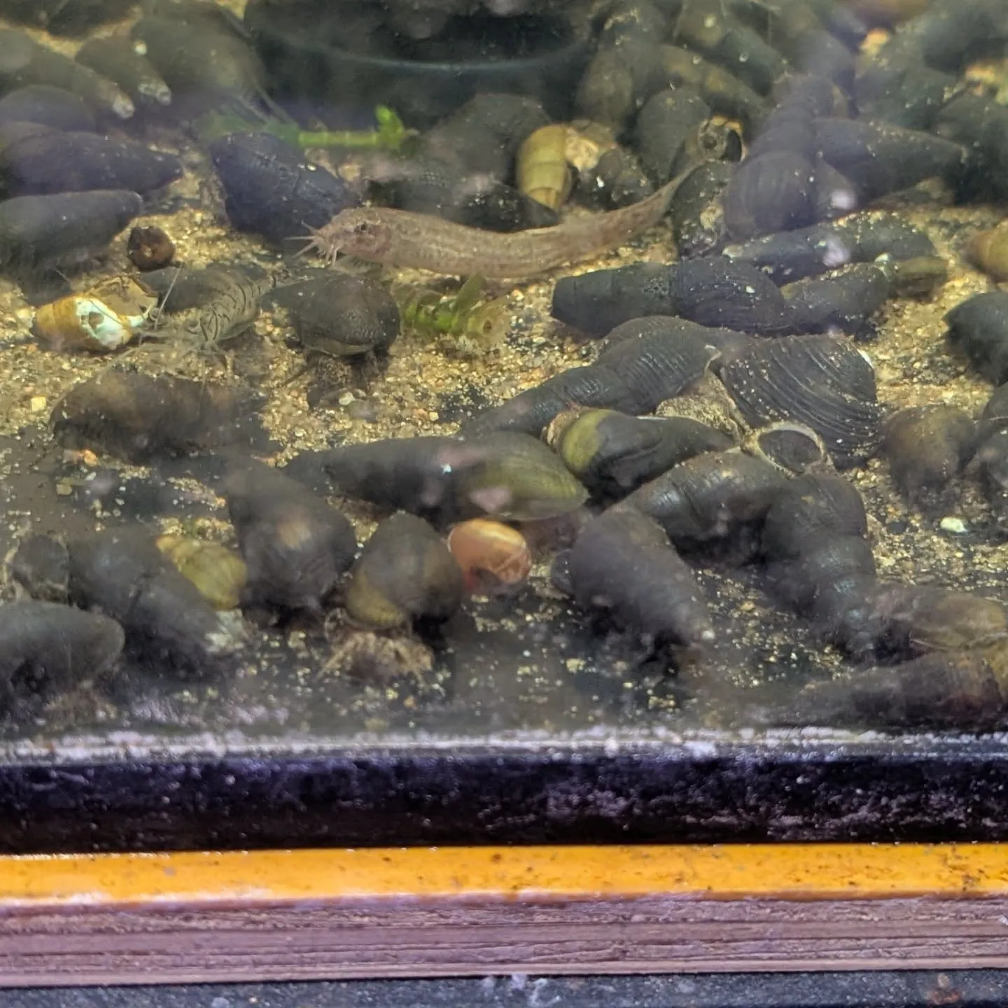 本日の入荷情報✨(熱帯魚、エビ、日本淡水魚、貝)