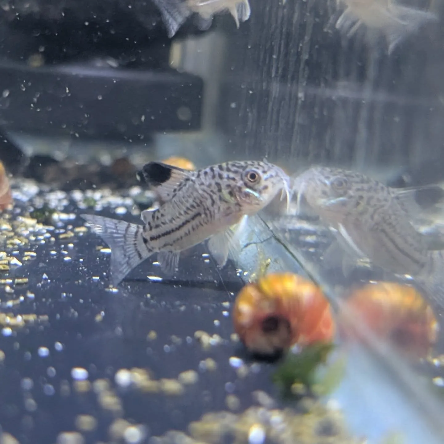 本日の入荷情報✨(熱帯魚)