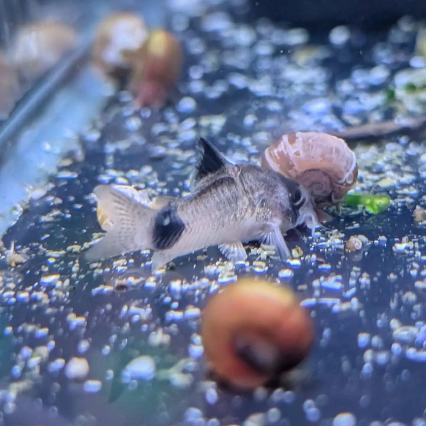 本日の入荷情報✨(熱帯魚)