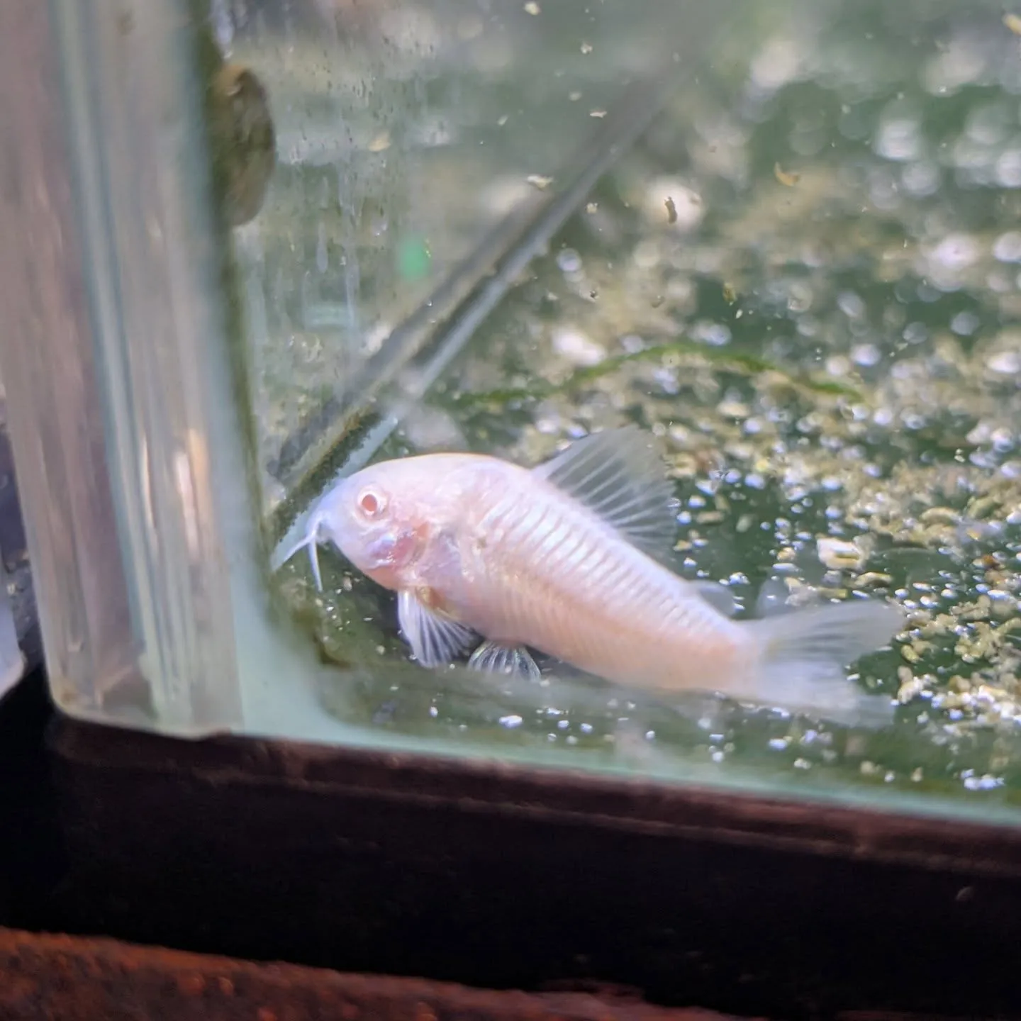 本日の入荷情報✨(熱帯魚)