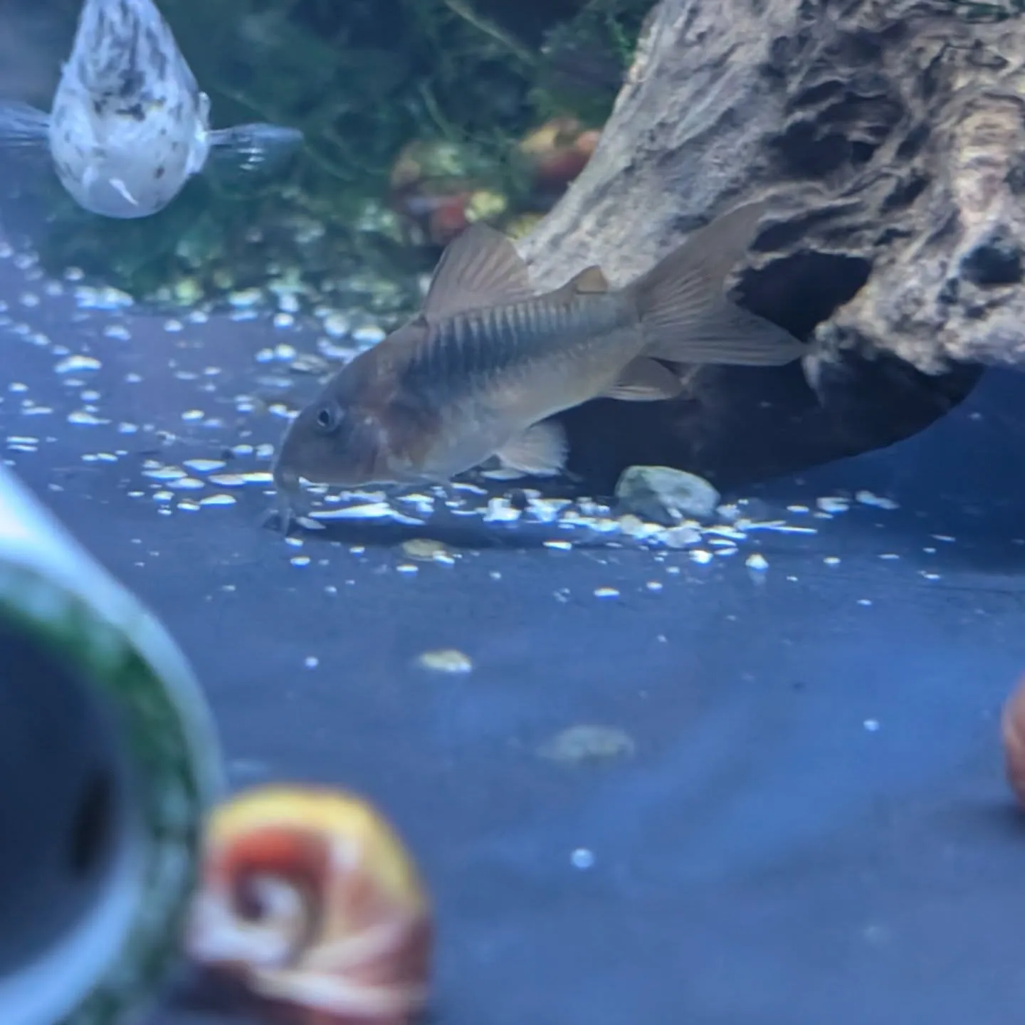 本日の入荷情報✨(熱帯魚)