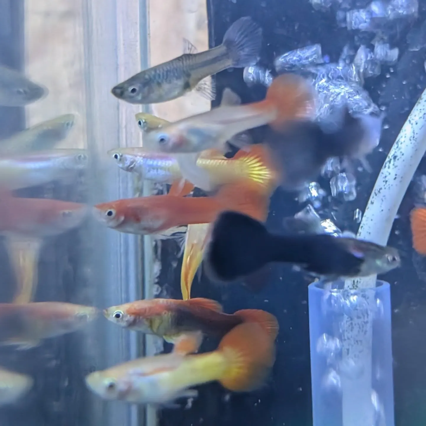 本日の入荷情報✨(熱帯魚)