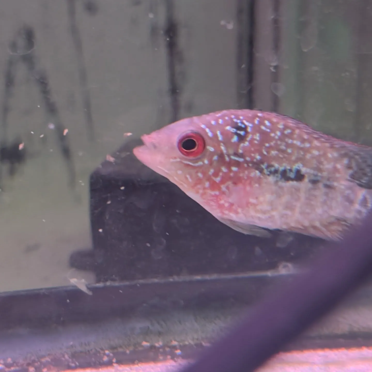 本日の入荷情報✨(熱帯魚)