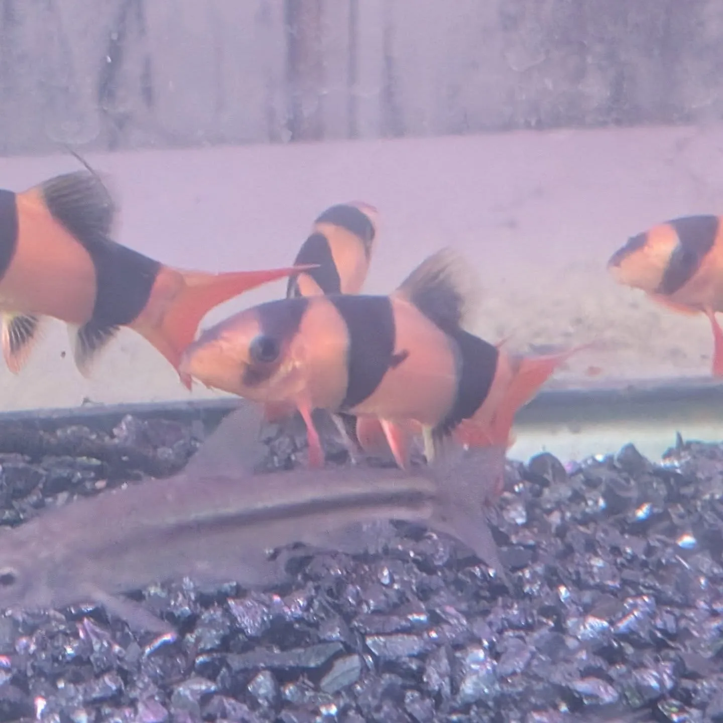 本日の入荷情報✨(熱帯魚)