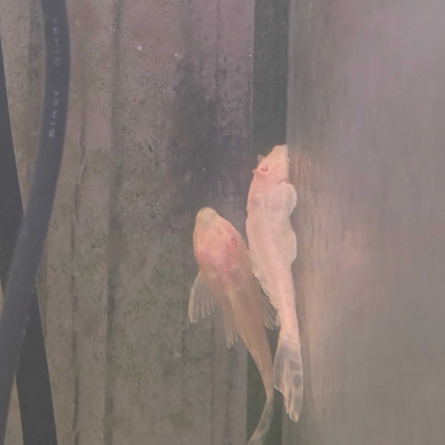 本日の入荷情報✨(熱帯魚)