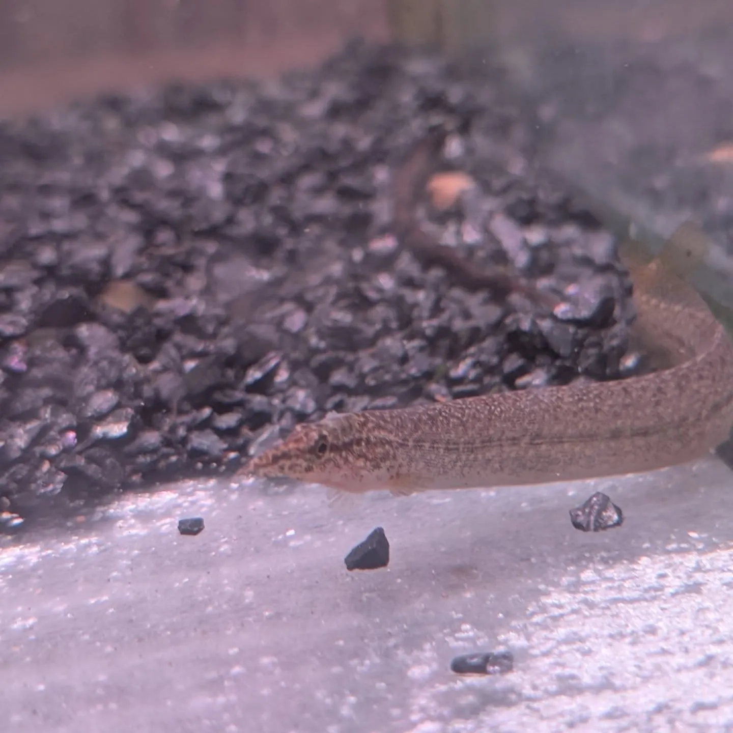 本日の入荷情報✨(熱帯魚)