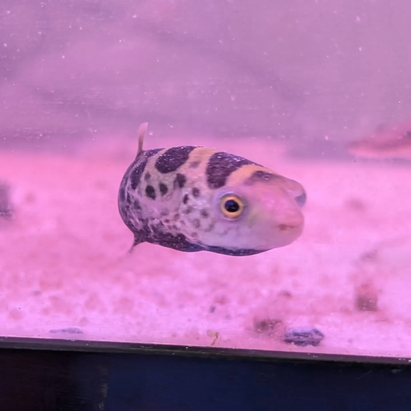 本日の入荷情報✨(熱帯魚)