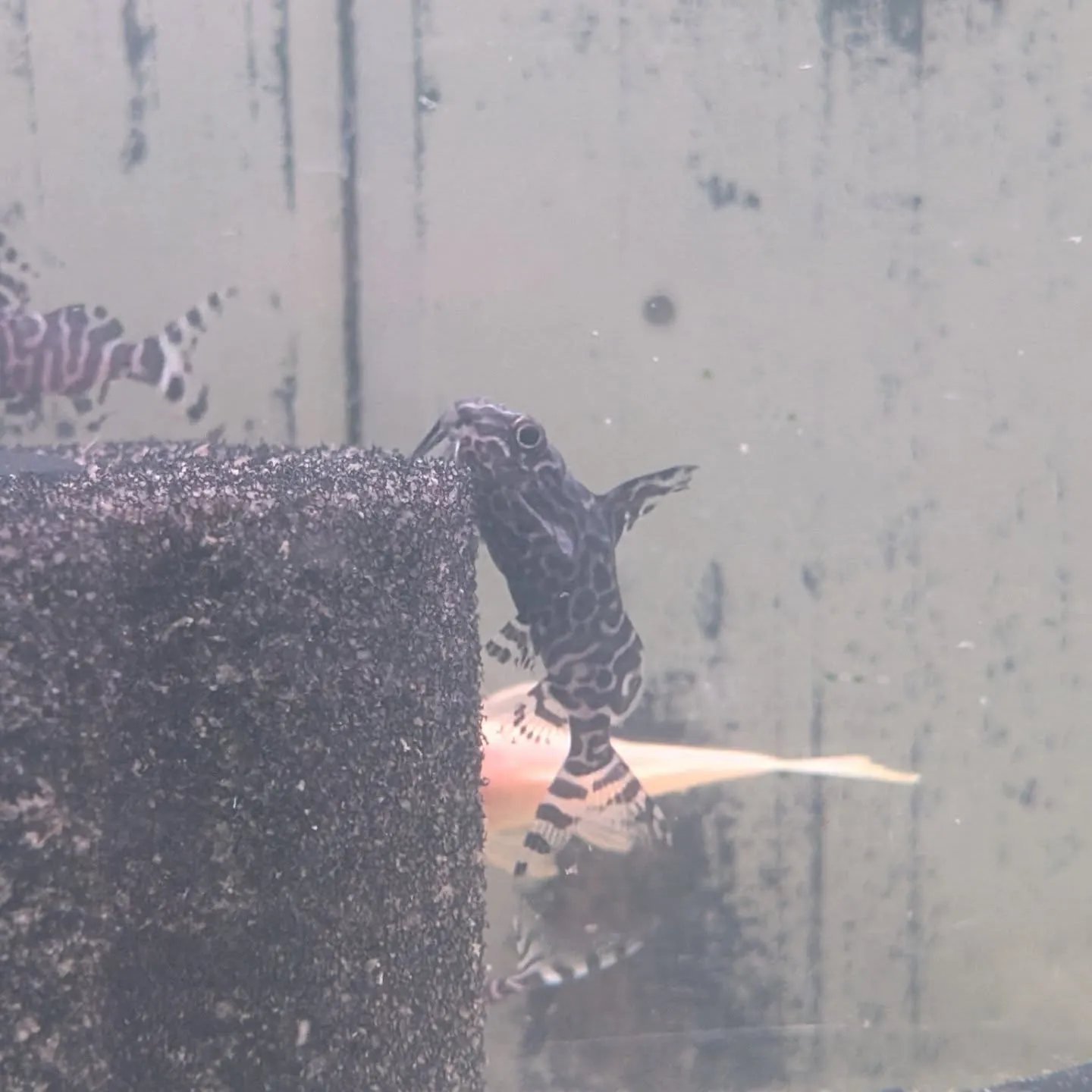 本日の入荷情報✨(熱帯魚)