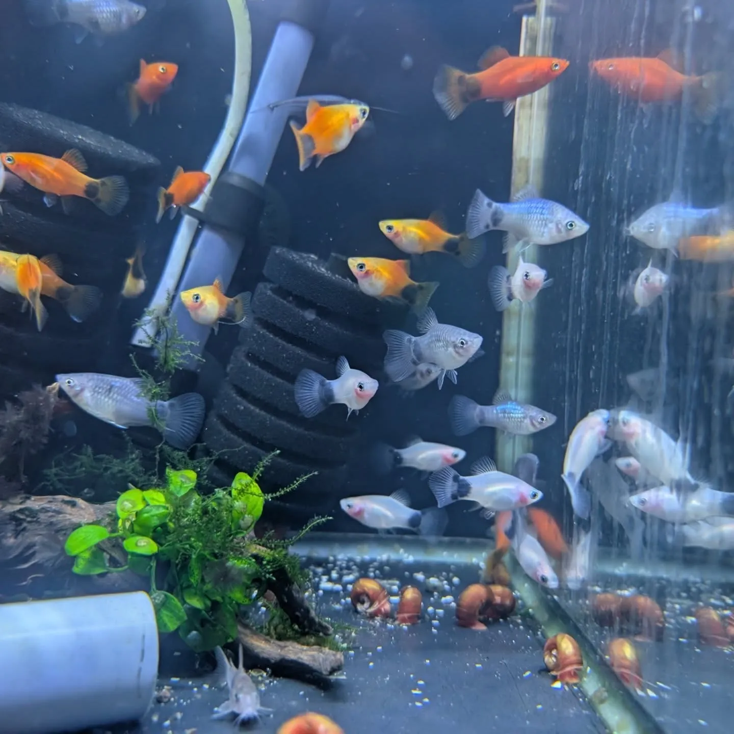 本日の入荷情報✨(熱帯魚)