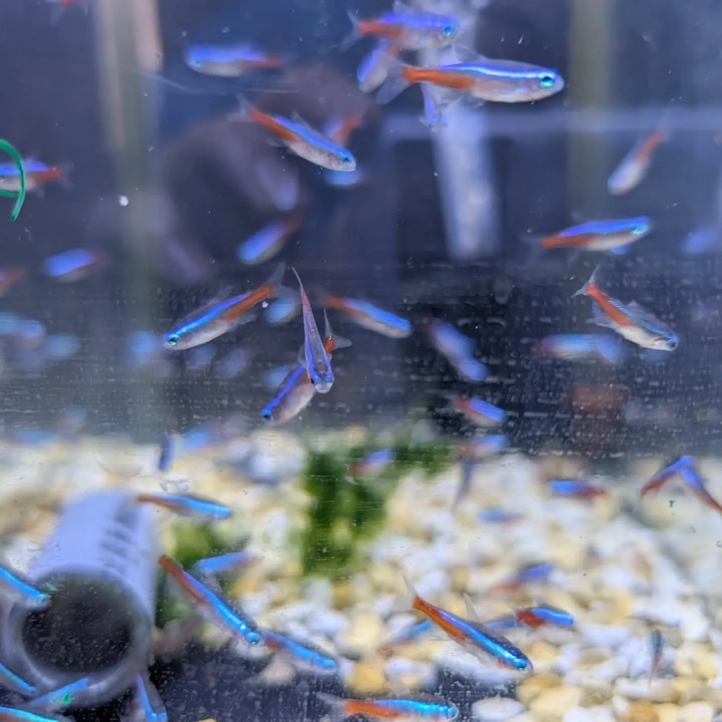 本日の入荷情報✨(熱帯魚)