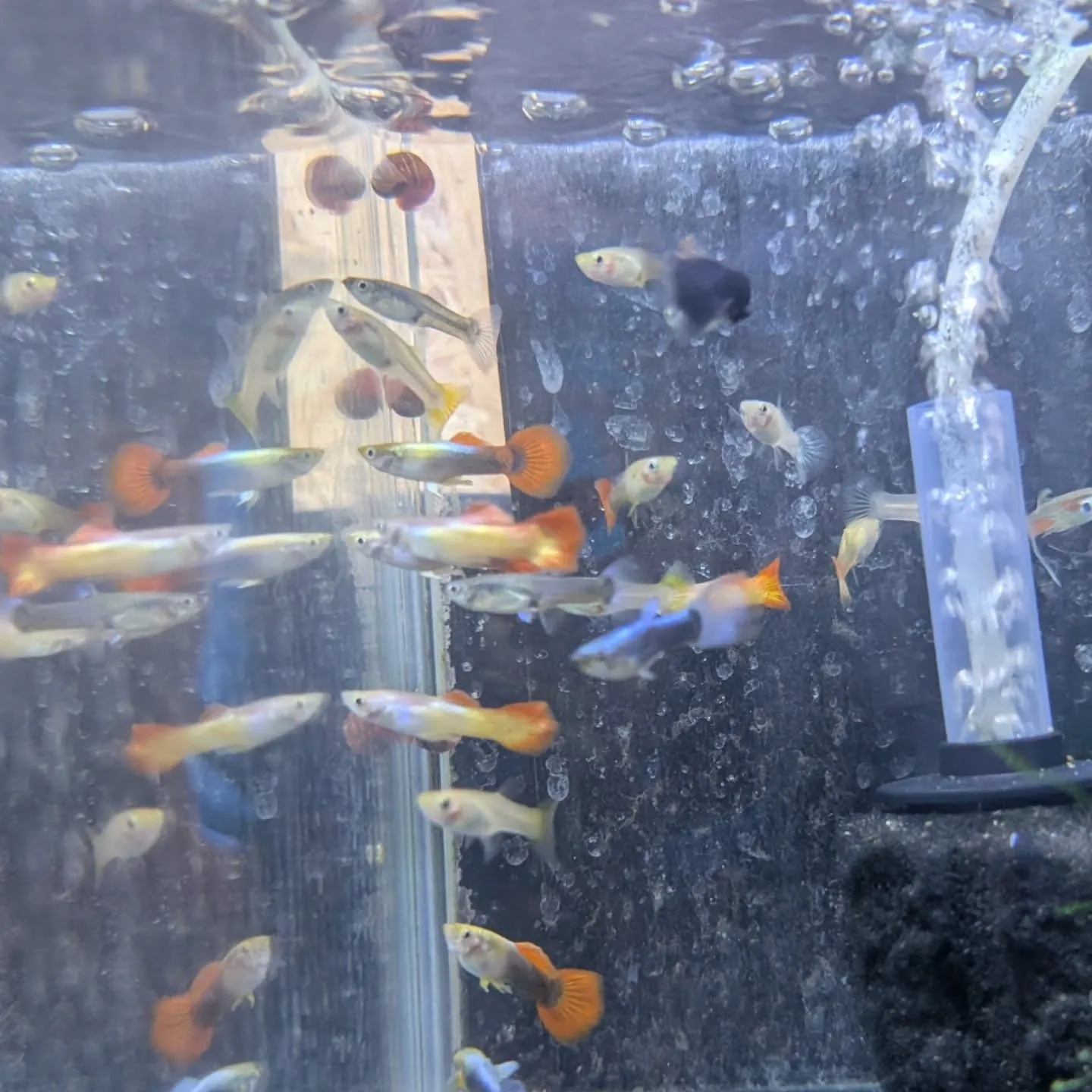 本日の入荷情報✨(熱帯魚)