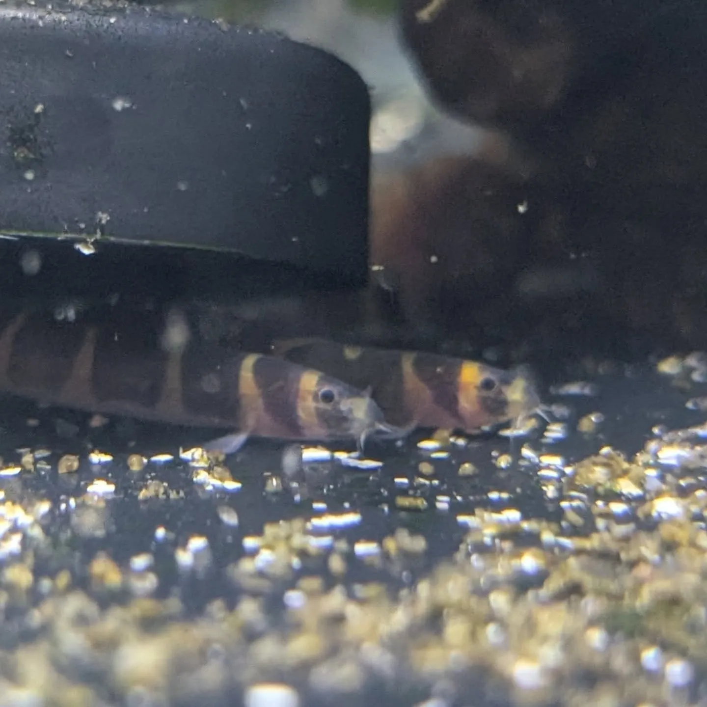 本日の入荷情報✨(熱帯魚、シュリンプ)