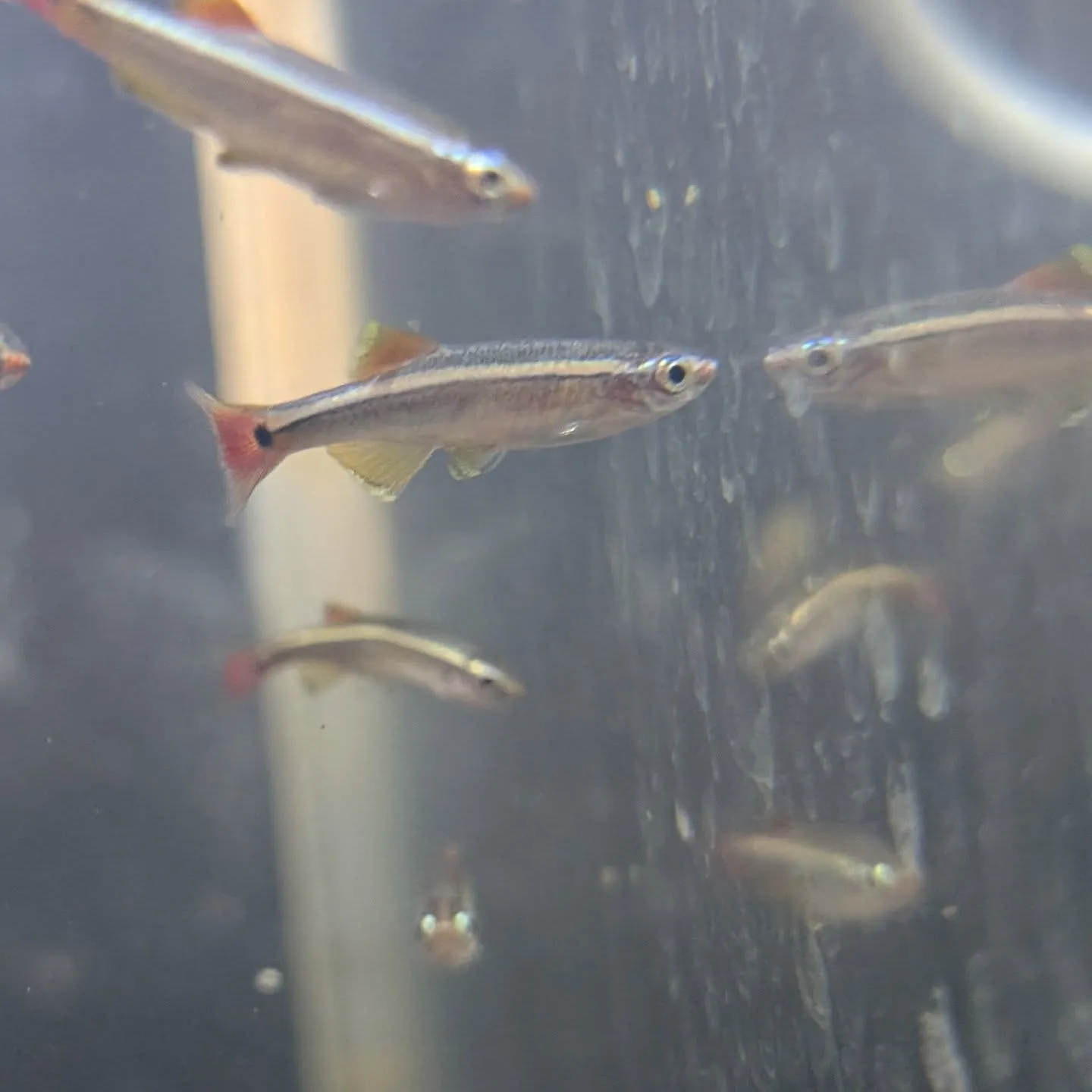 本日の入荷情報✨(熱帯魚、シュリンプ)