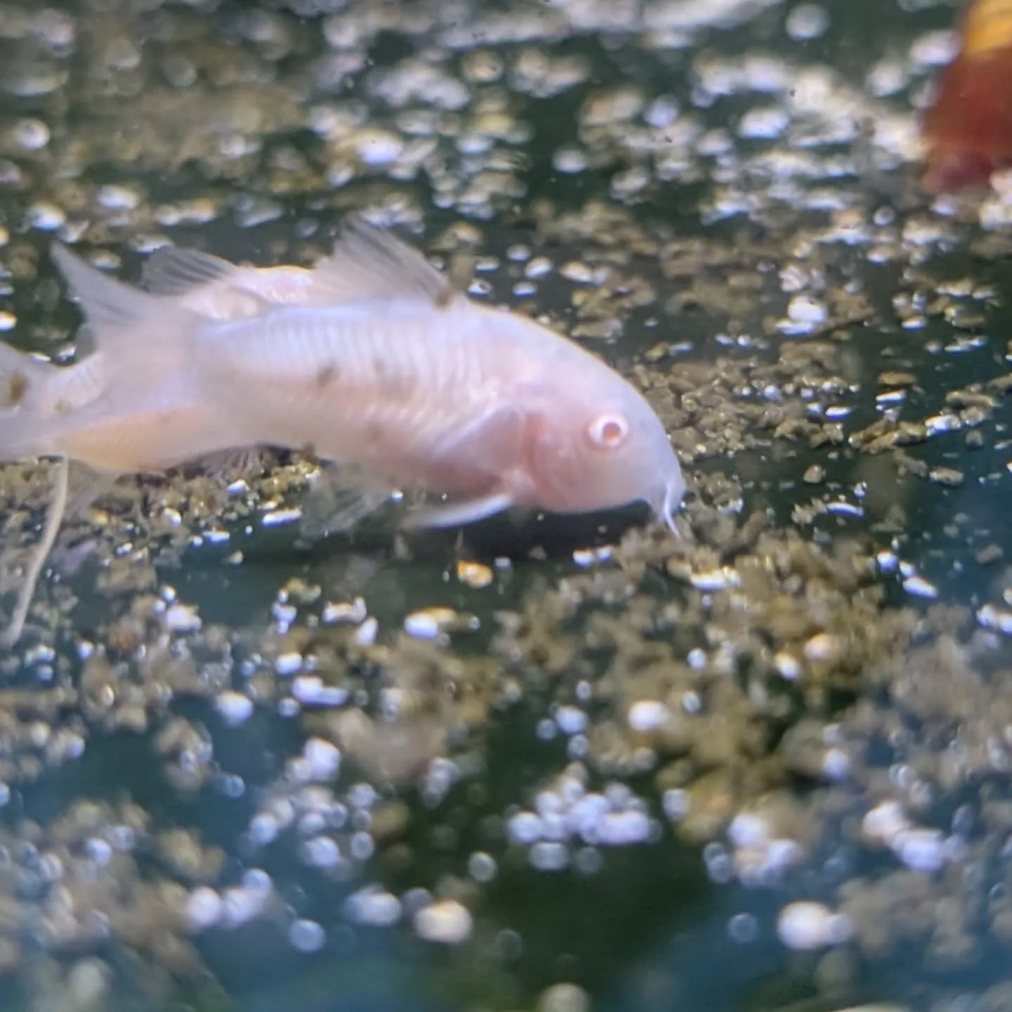 本日の入荷情報✨(熱帯魚、シュリンプ)