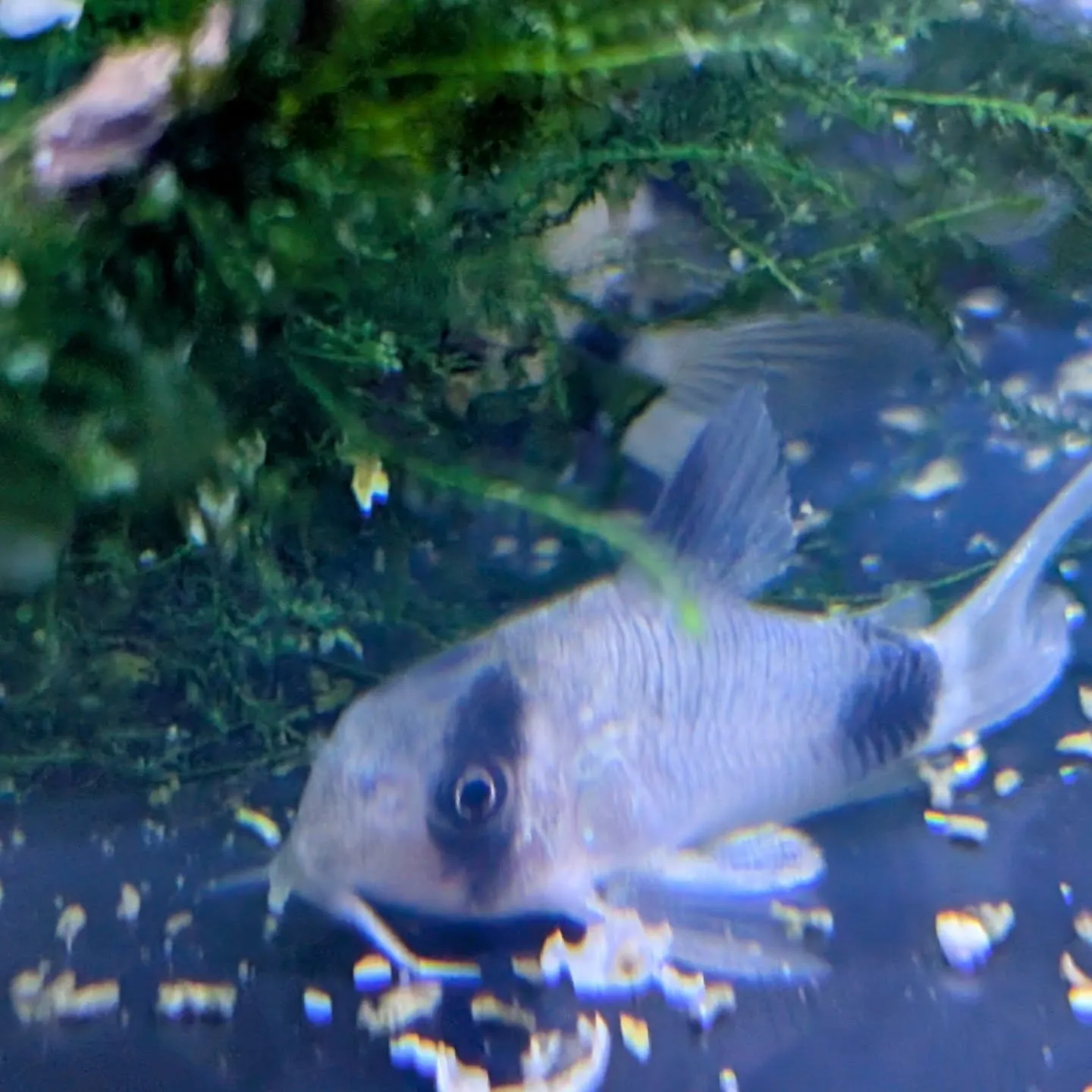 本日の入荷情報✨(熱帯魚、シュリンプ)