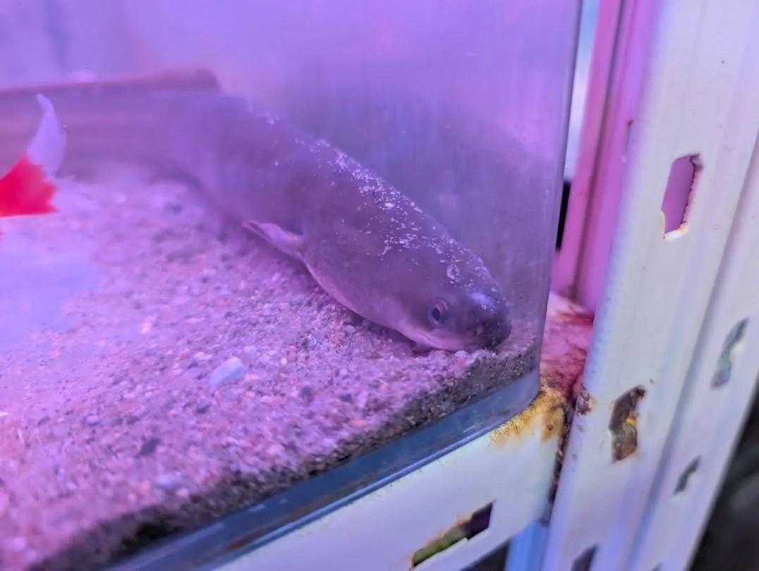 本日の入荷情報✨(熱帯魚、ベタ、ウナギ、エビなど)