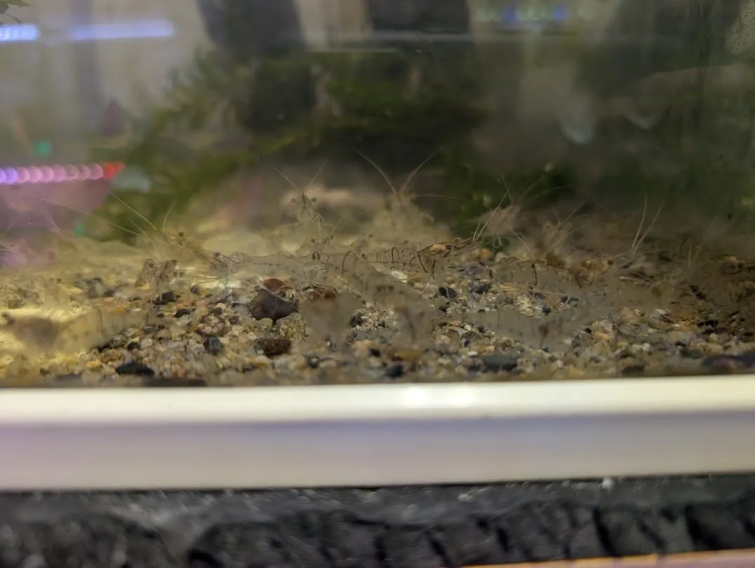 本日の入荷情報✨(熱帯魚、ベタ、ウナギ、エビなど)