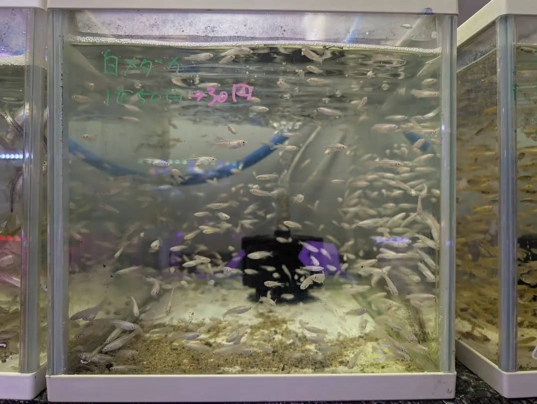 本日の入荷情報✨(熱帯魚、ベタ、ウナギ、エビなど)