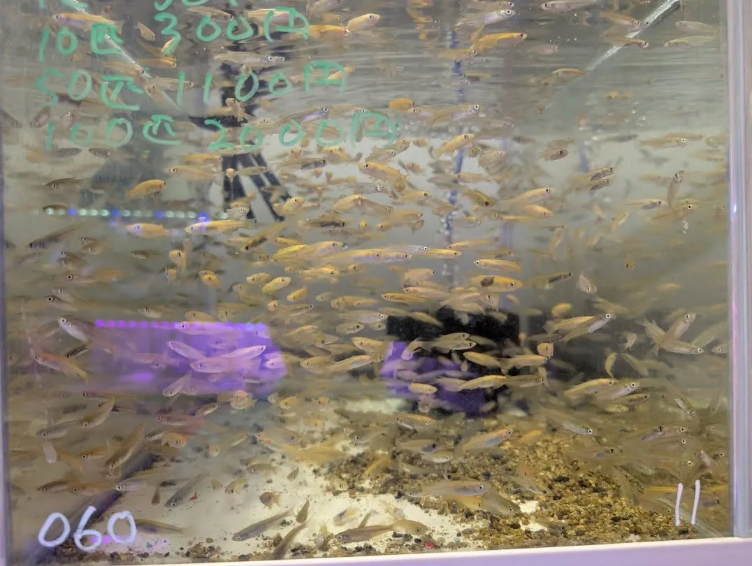 本日の入荷情報✨(熱帯魚、ベタ、ウナギ、エビなど)