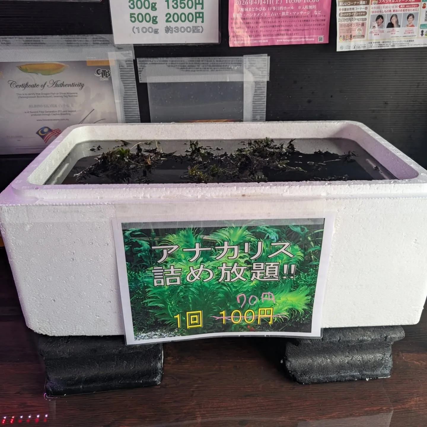 本日の入荷情報✨(ベタ、アナカリス、錦鯉)