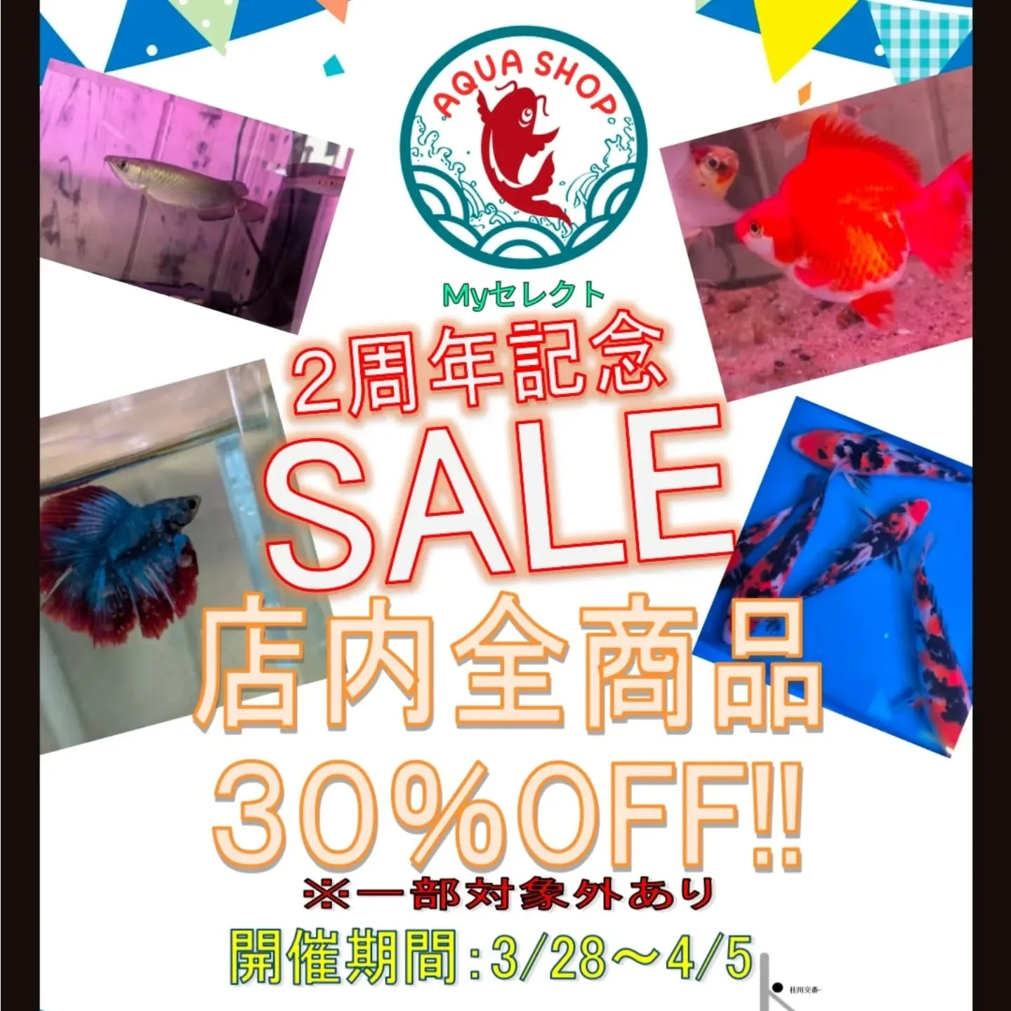 本日の入荷情報✨(ベタ、アナカリス、錦鯉)