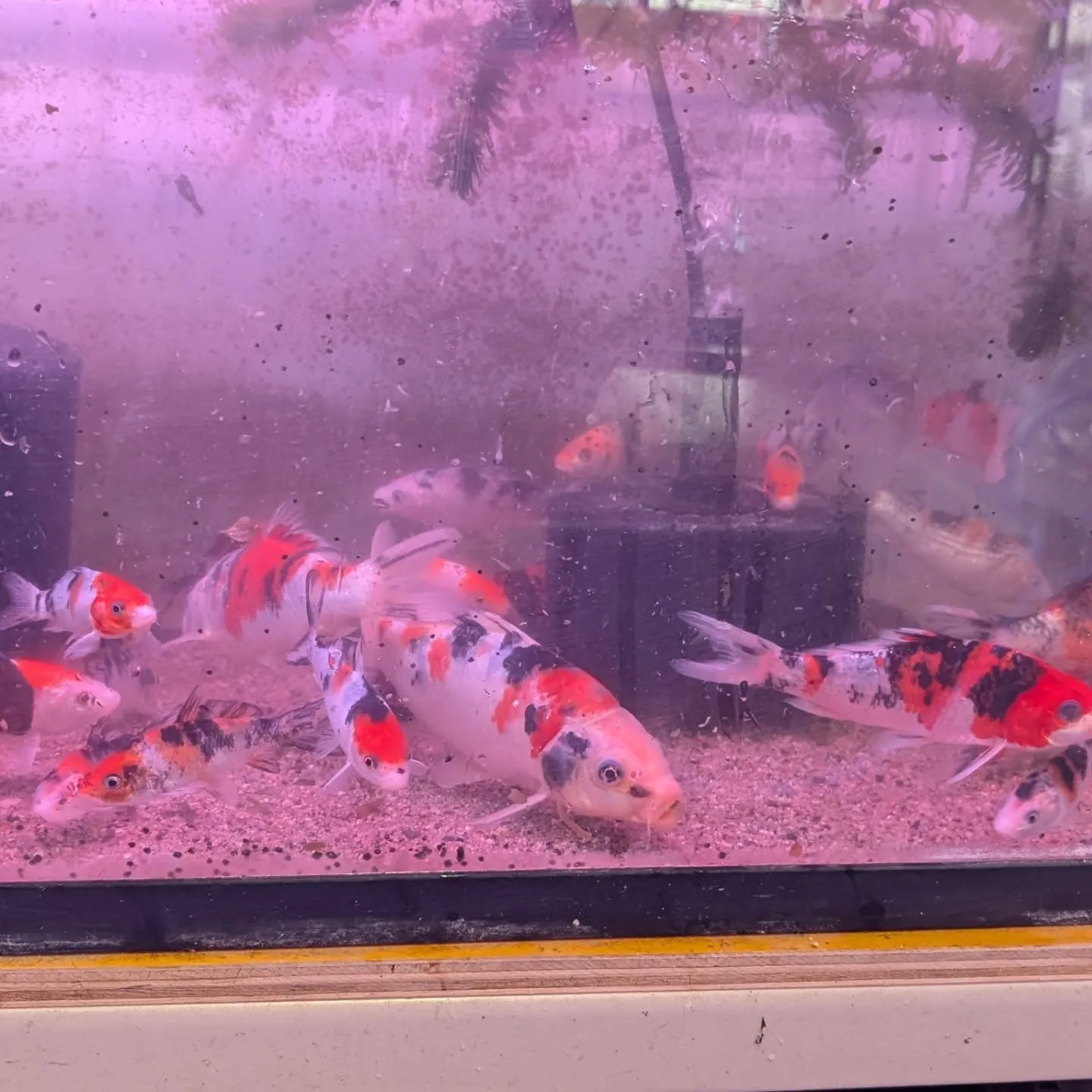 本日の入荷情報✨(ベタ、アナカリス、錦鯉)