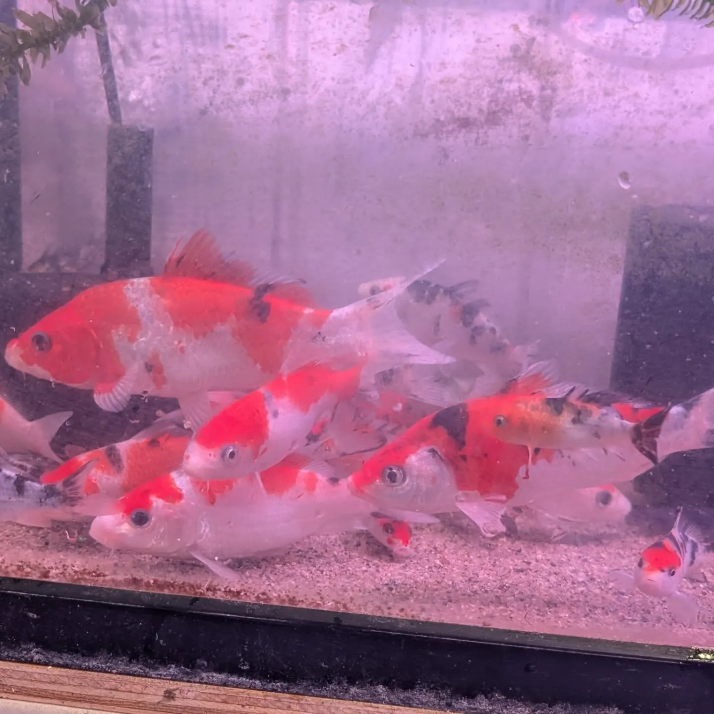 本日の入荷情報✨(ベタ、アナカリス、錦鯉)