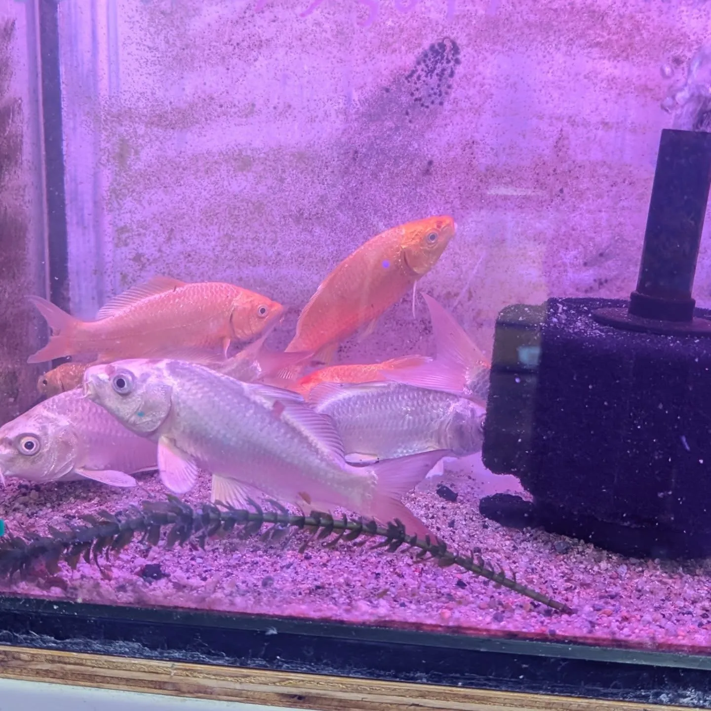 本日の入荷情報✨(ベタ、アナカリス、錦鯉)