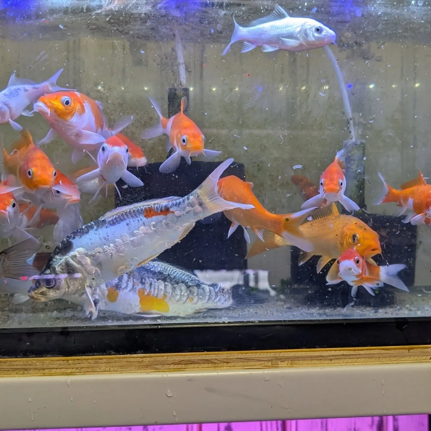 本日の入荷情報✨(ベタ、アナカリス、錦鯉)