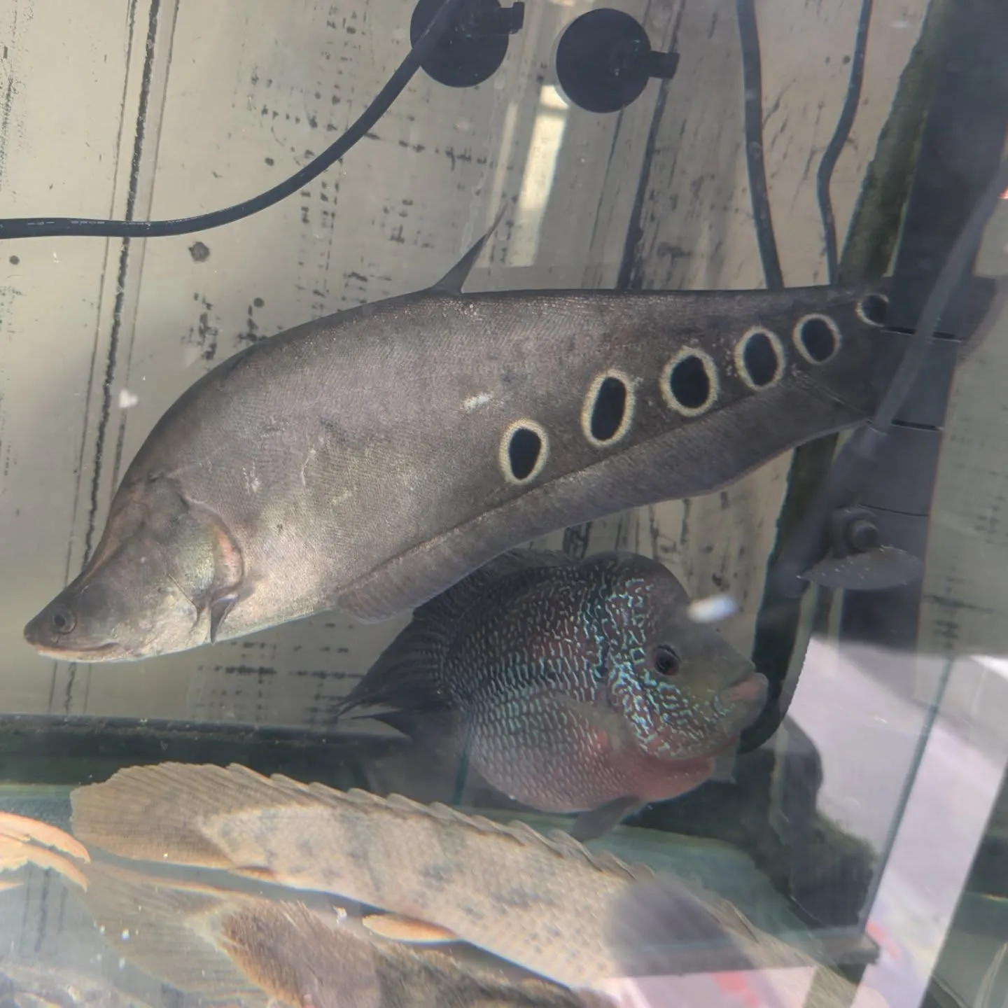 本日の入荷情報✨(ベタ、アナカリス、錦鯉)