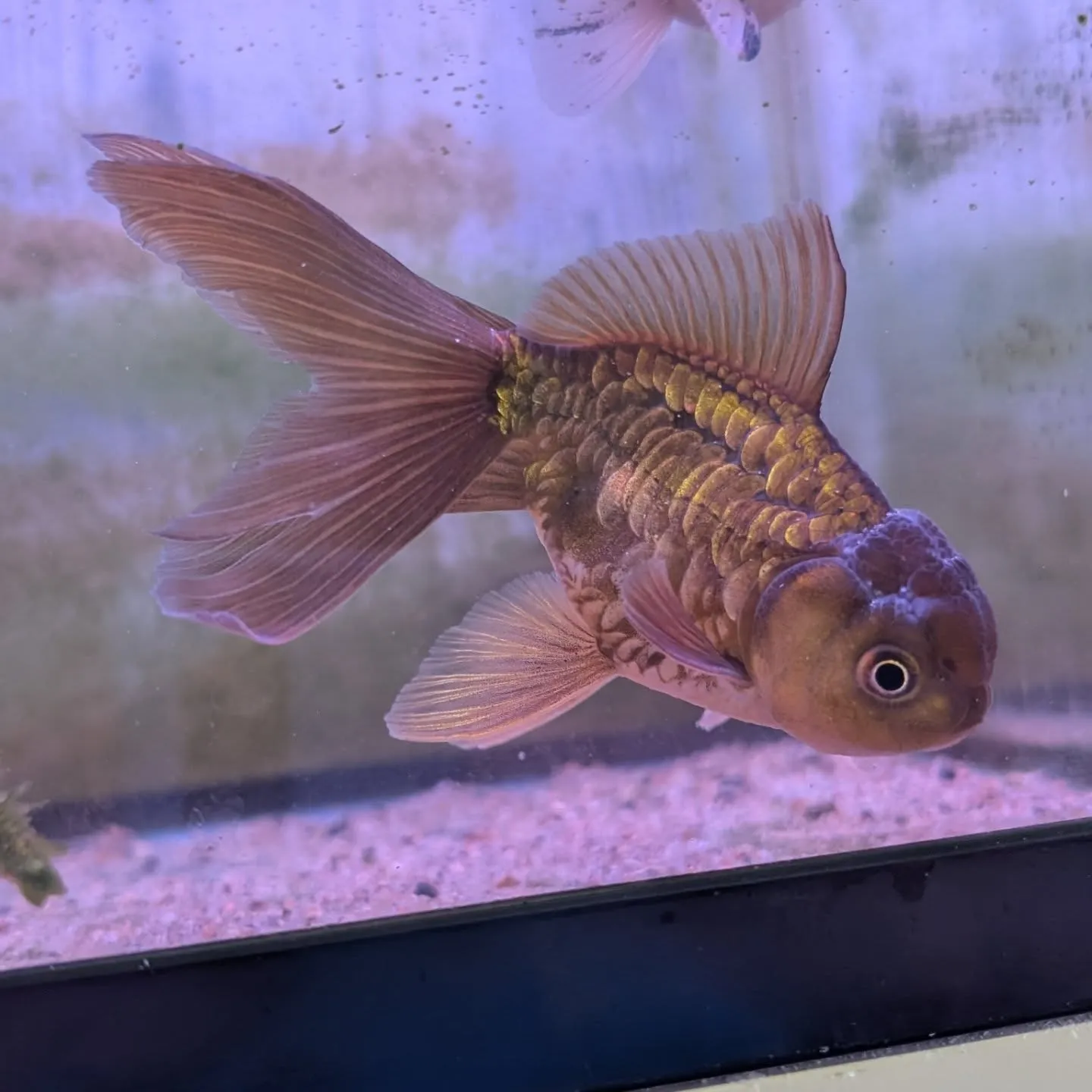 本日の入荷情報✨(ベタ、アナカリス、錦鯉)