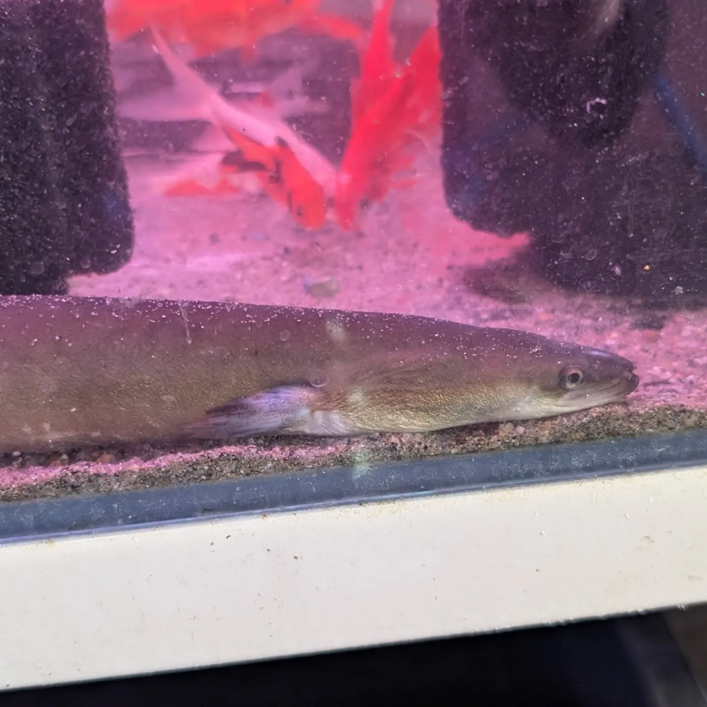 本日の入荷情報✨(ベタ、アナカリス、錦鯉)