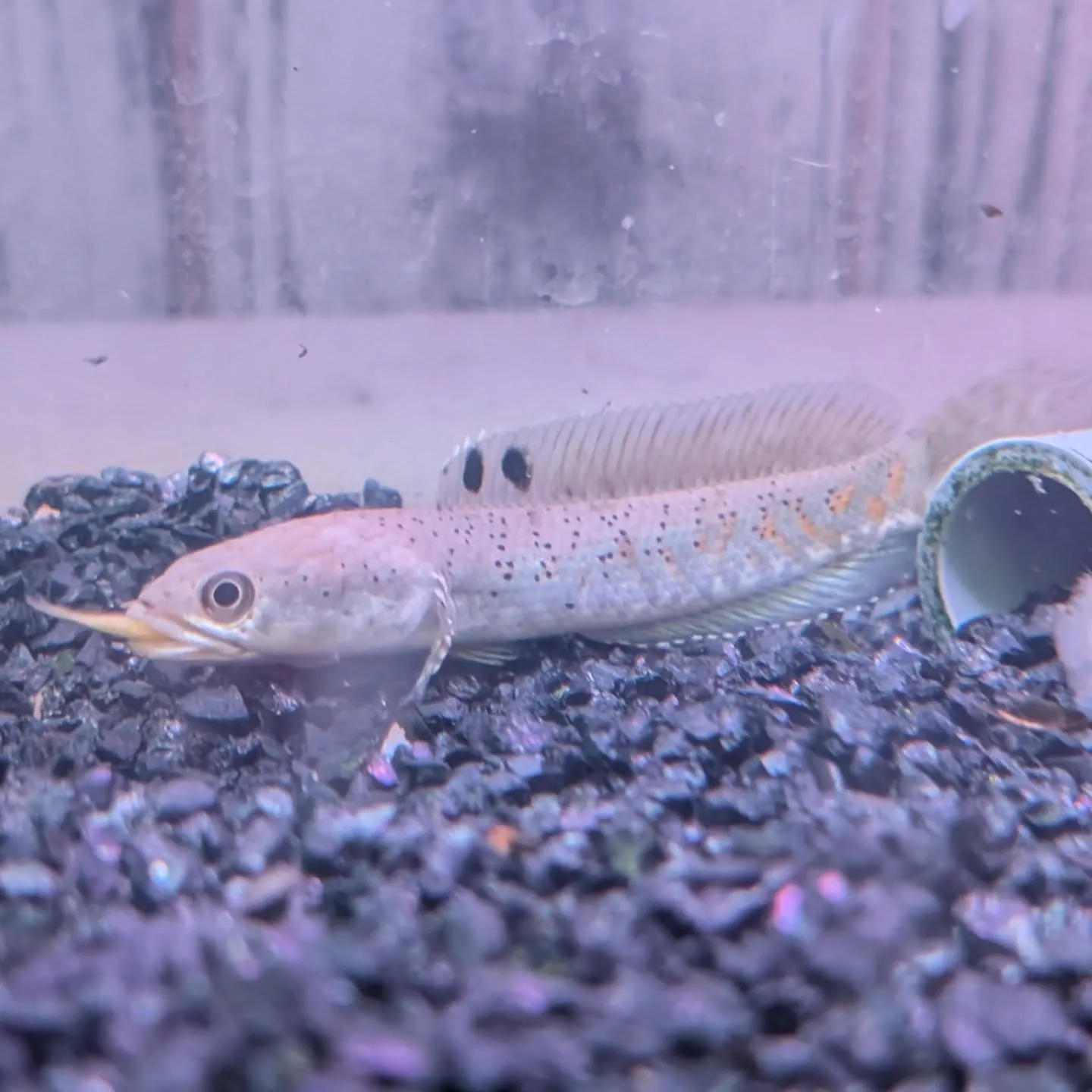 本日の入荷情報✨(中、大型熱帯魚)